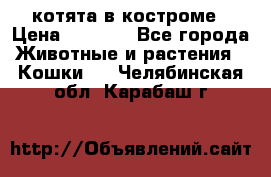 котята в костроме › Цена ­ 2 000 - Все города Животные и растения » Кошки   . Челябинская обл.,Карабаш г.